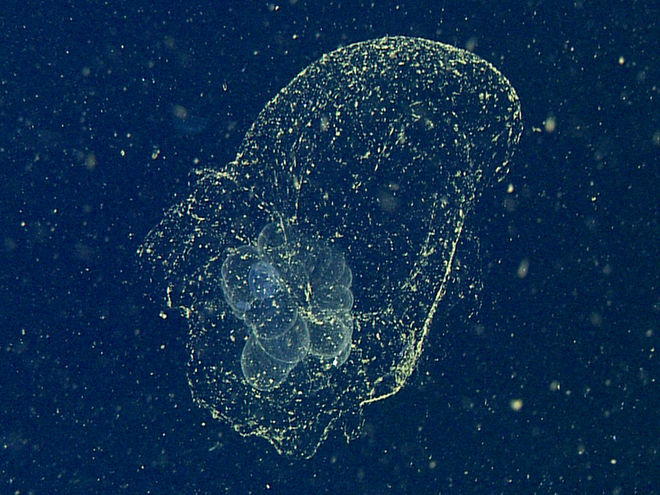 'Mythical' Sea Blob Finally Spotted a Century After Its Discovery