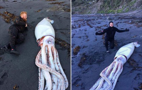 Giant Squid Washes up on New Zealand Beach
