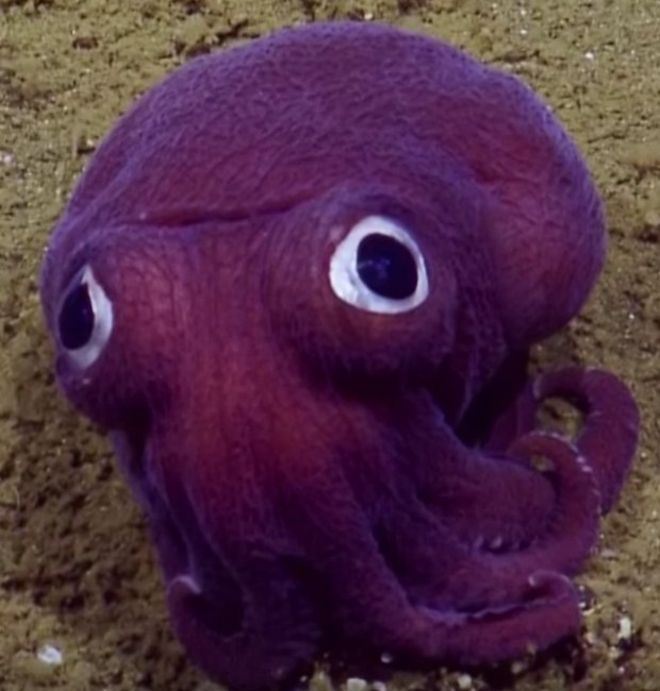 Strange 'Octosquid' Creature Discovered in Deep Ocean