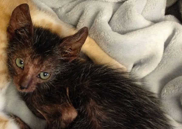 Stray Cat Gives Birth To Extremely Rare 'Werewolf' Kitten