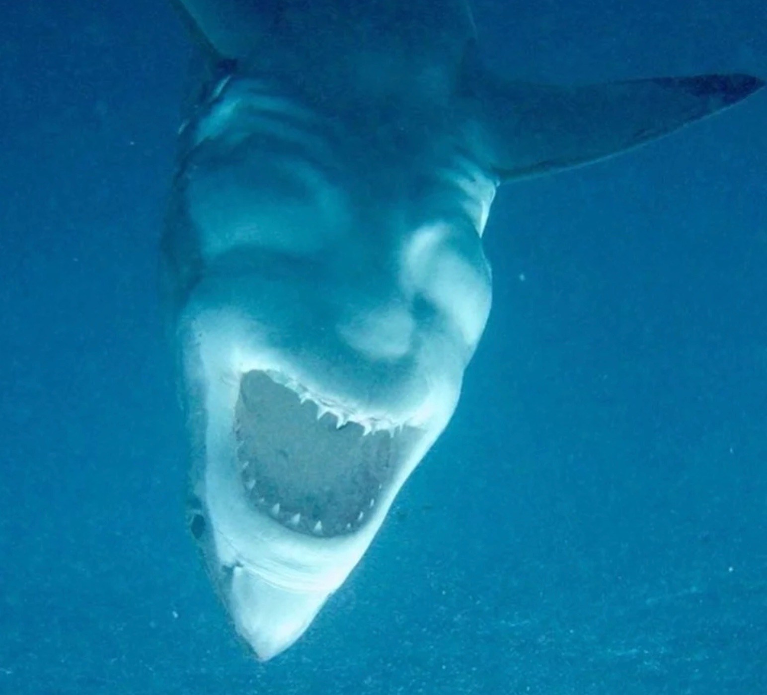 Optical Illusion Turns Shark Photo into 'Face of Satan'