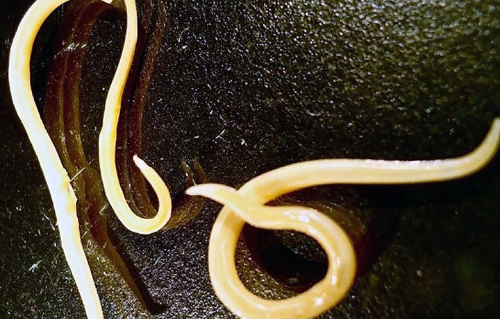 Nematode Worms Revived from Permafrost after 42,000 Years