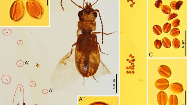 99-Million-Year Old Beetle Found Perfectly Preserved in Amber