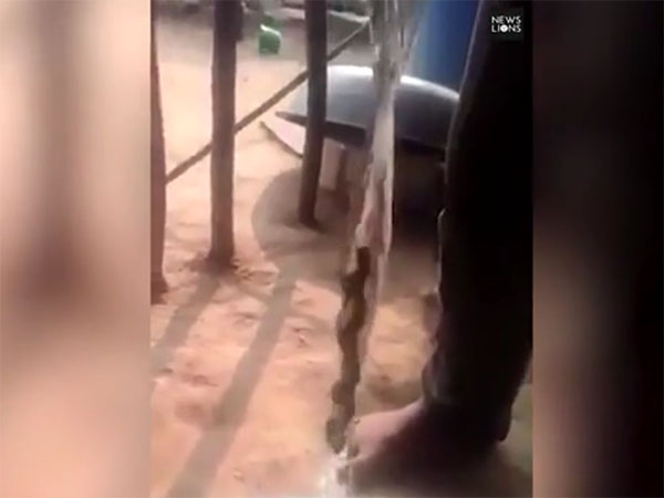 Snake-like Herb Defies Gravity by Travelling up a Stream of Water