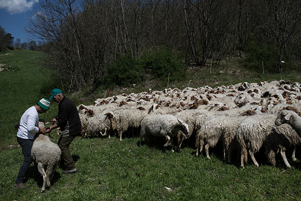 Study Aims to Prove That Animals Can Predict Earthquakes