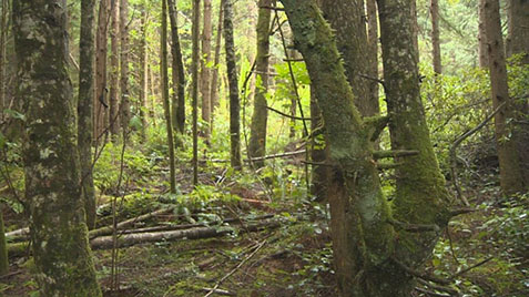 Bizarre Howls Spark Sasquatch Hunt on Remote Island