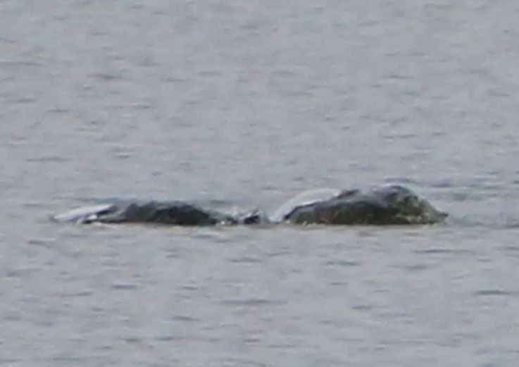 Series of Possible Nessie Photos Converted into Video