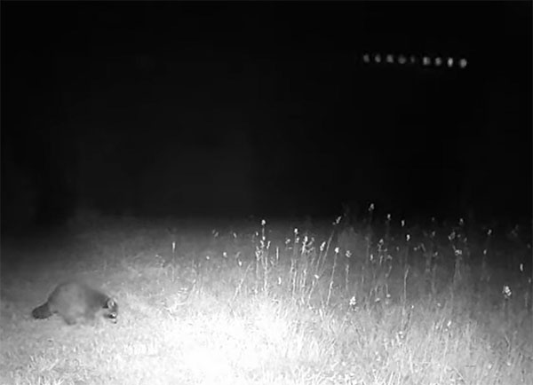 Strange Set of Floating Lights Filmed by Trail Cam in Canada