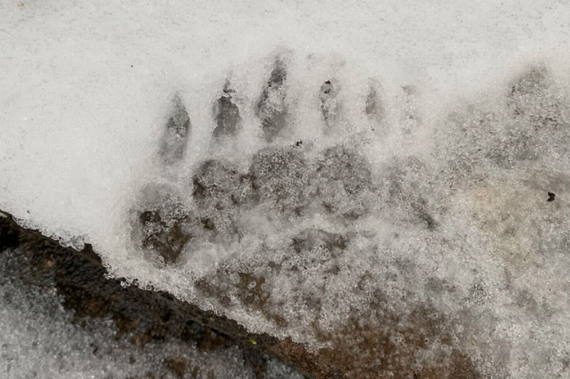 Glasgow 'Bigfoot' Snow Prints Spark Wildlife Mystery
