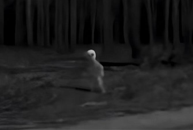 Enhanced View of 1930's 'Alien' Seen in Alaska