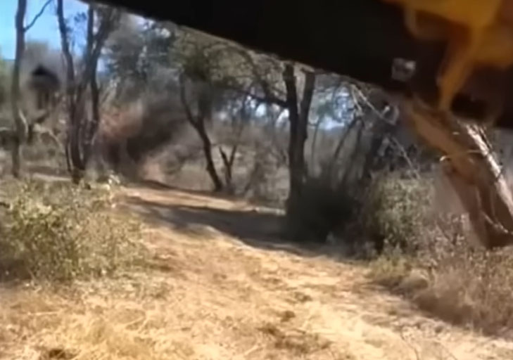 Shapeshifter Filmed Fleeing from Tree?