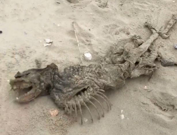 Mysterious Creature 'from Monkey Island' Washes up on Beach