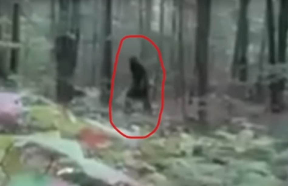 Bigfoot Filmed in New Hampshire Forest?