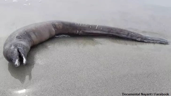 Remains of Strange Eyeless Creature Found on Mexican Beach