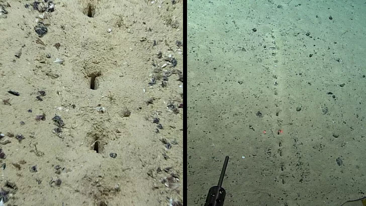 Lines of Mysterious Holes Found in Floor of Atlantic Ocean