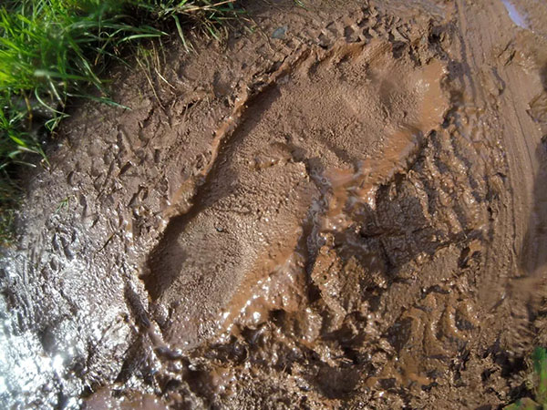 'Bigfoot Tracks' Found on British Coastal Path?