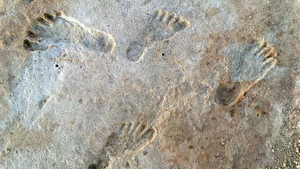 Oldest Human Footprints in North America Are 23,000 Years Old