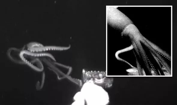 Rare Giant Squid Filmed Hunting Pray for the First Time
