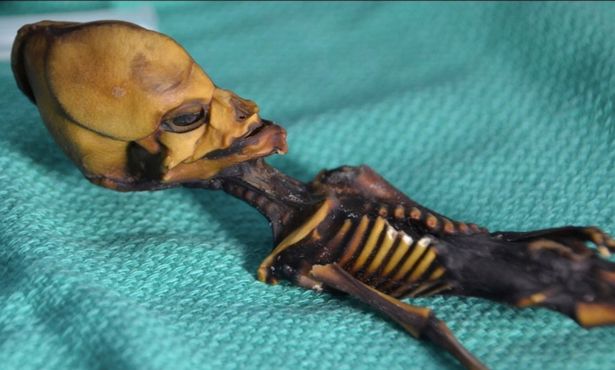 Was 'Atacama Alien Mummy' Actually a Cave-dwelling Dwarf?