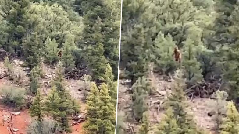Video of 'Bigfoot' Captured Near the Colorado River?