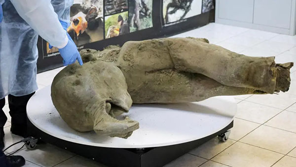 Scientists Unveil 50,000-year-old Baby Mammoth Remains