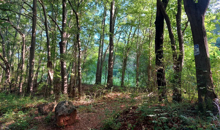 NASA Art Project Has Spacecraft Connecting to the 'Song' of Trees