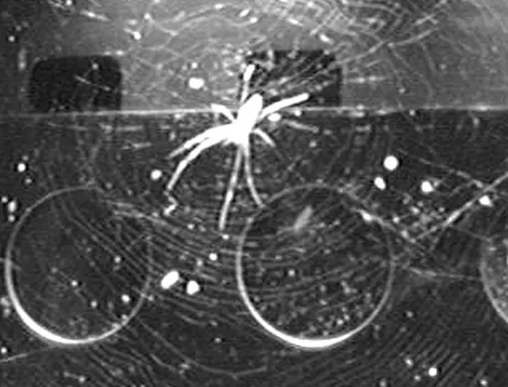 Space Station Spiders Find Ways to Build Webs without Gravity