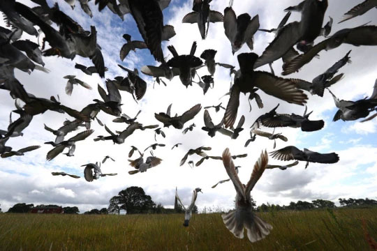 Thousands of Pigeons Mysteriously 'Vanish' Mid-race