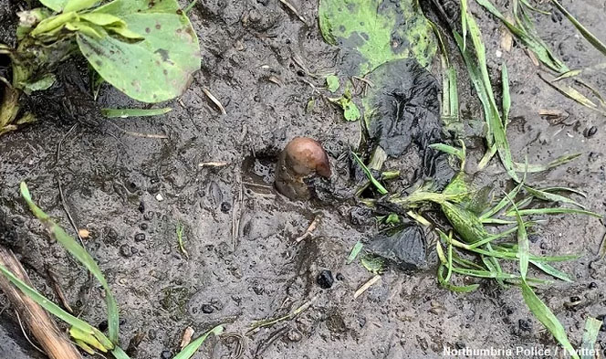 Misidentified Potato Sparks Search for 'Human Remains'