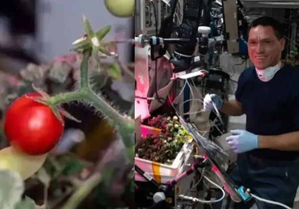 Extraterrestrial Tomato Found That Had Been Lost in Space