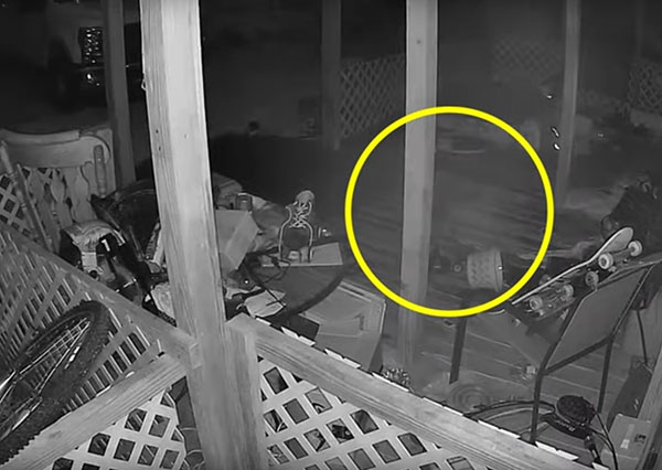 Home Security System Films Ghost Cat?
