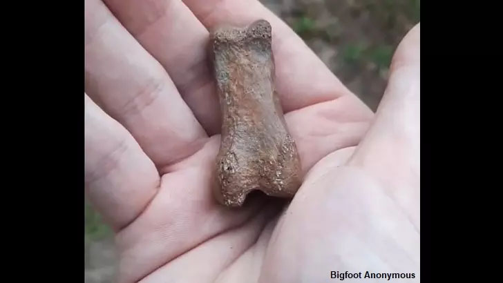 Fossilized Bigfoot Thumb Found?