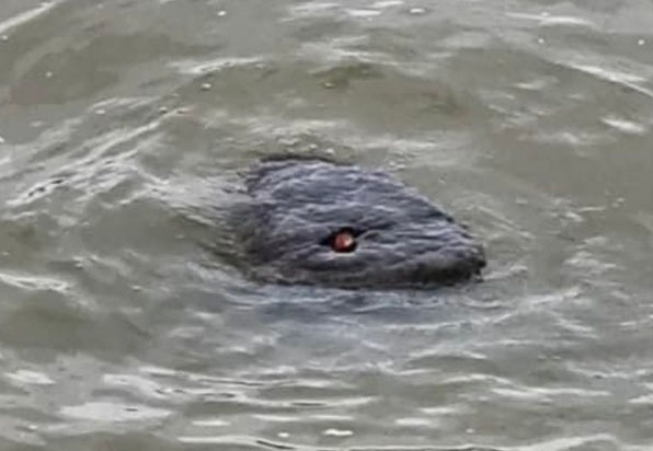 Anaconda Spotted in the River Thames?