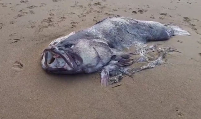 Mysterious 'Monster Fish' Washed Ashore On Australian Beach