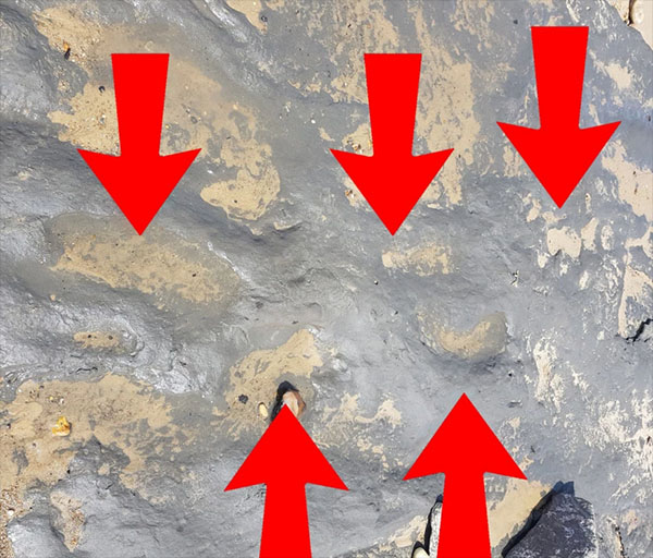 950,000-year-old Human Footprints Discovered on British Beach