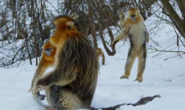 Could Yeti Stories Be Explained By Rare Snow Monkey Sightings?
