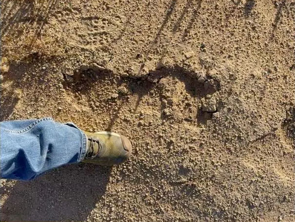 Goliath 'Bigfoot Footprint' Discovered Near Joshua Tree