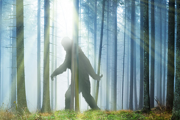 Woman Reports Seeing Bigfoot 'Swinging From Tree To Tree'