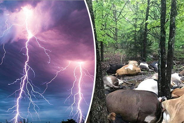 32 Cows Mysteriously Killed by 'Lightning Strike'