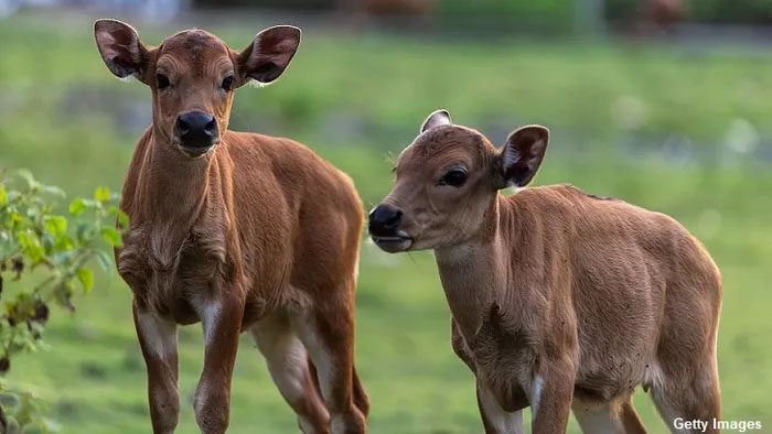 Cattle Mutilations Reported in Oklahoma