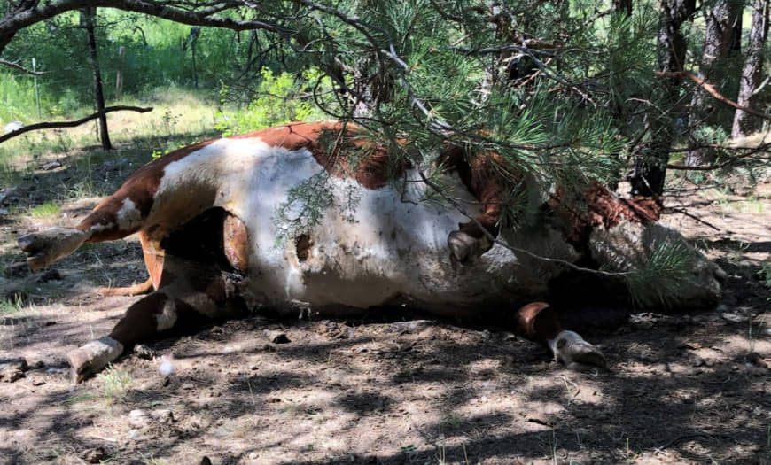 Mystery Deaths of Bulls in Oregon Spark Range of Theories