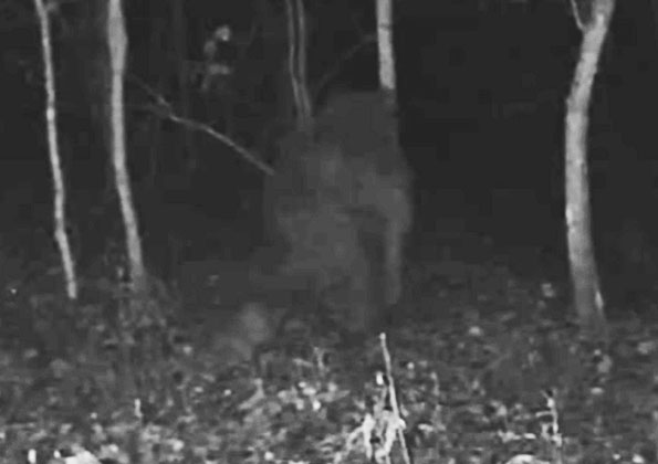 Bigfoot Photographed by Game Camera in Indiana?