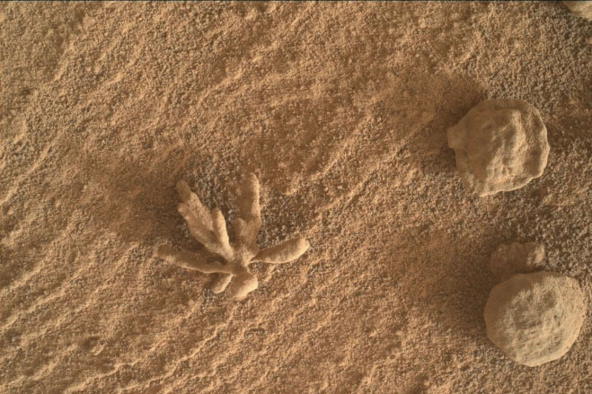 NASA Finds Strange Flower-like Rock on Mars