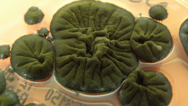 Chernobyl Fungus Has Evolved to Feed on Radiation