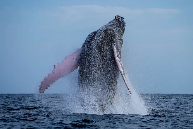 SETI Uncovers Humpback Whale 'Communication' with Humans