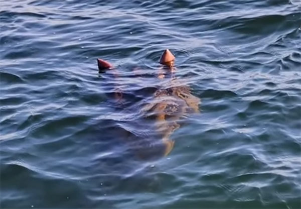 Legendary Lake Monster 'Ogopogo' Photographed by Couple?