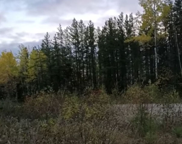 'Bigfoot Screams' Recorded by Hunter?