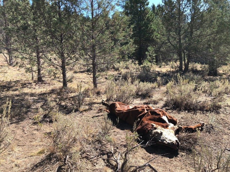 Photos Emerge of 'Surgically' Mutilated Cattle in Oregon