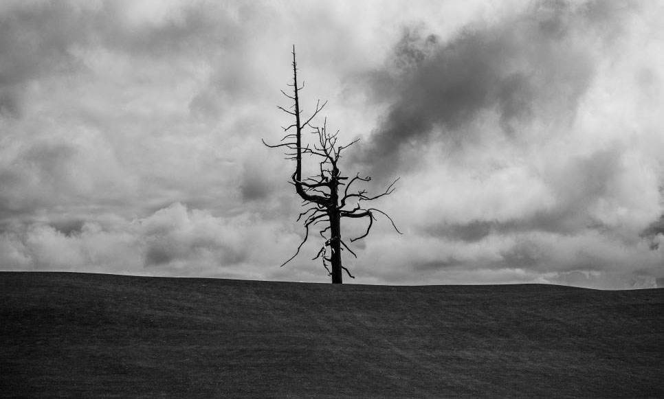 Well Known 'Ghost Tree' on Golf Course at Risk of Falling