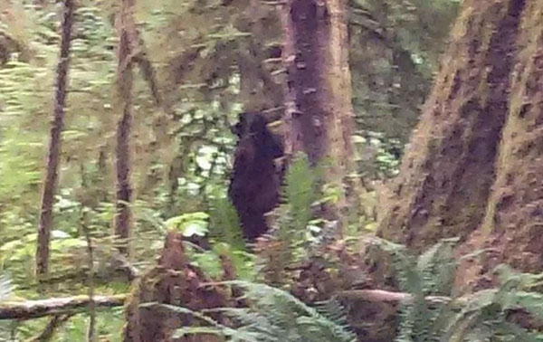 Man Accidentally Photographs 'Bigfoot'